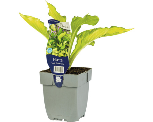 Hosta jaune taille moyenne FloraSelf 'Lady Guinevere' h 5-20 cm Co 0,5 l