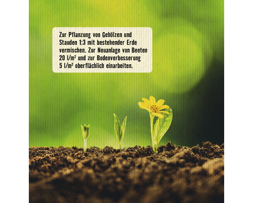 Plante en croissance dans le sol