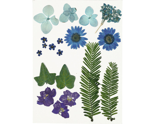 Une sélection de fleurs et de feuilles pressées pour le bricolage