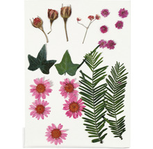 Diverses fleurs et feuilles pressées