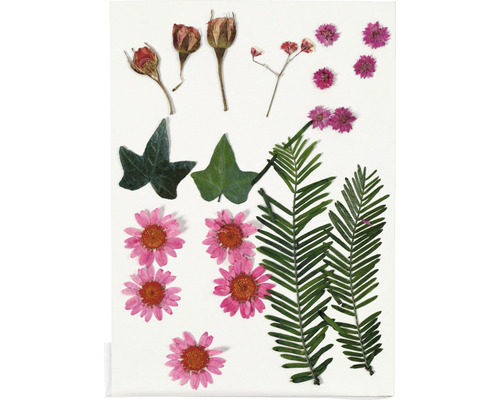 Diverses fleurs et feuilles pressées