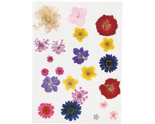 Fleurs séchées à des fins décoratives