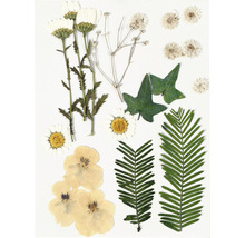 Diverses fleurs et feuilles pressées