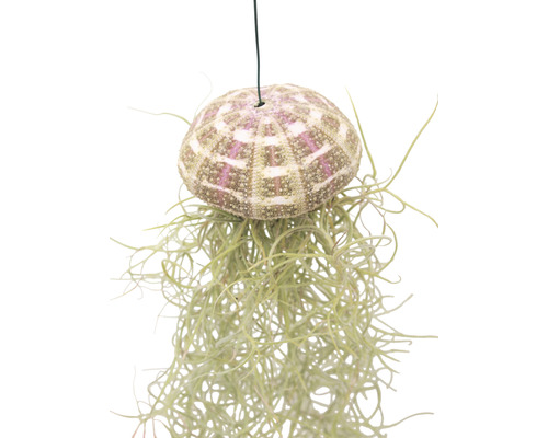 Tillandsie, mousse espagnole en suspension FloraSelf Tillandsia usneoides h env. 50 cm