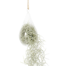 Tillandsie, mousse espagnole en suspension dans un verre en forme d'ampoule FloraSelf Tillandsia usneoides h env. 50 cm