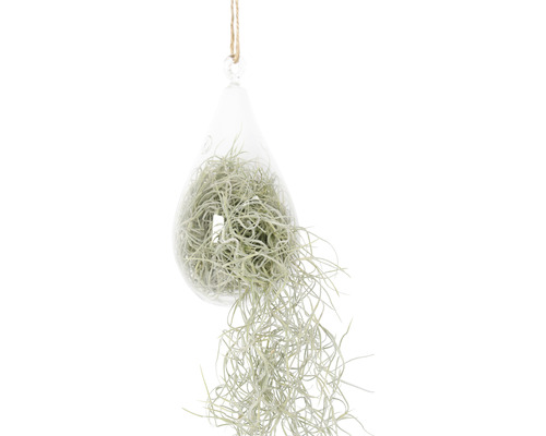 Tillandsie, mousse espagnole en suspension dans un verre en forme d'ampoule FloraSelf Tillandsia usneoides h env. 50 cm