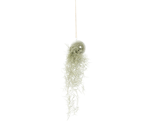 Tillandsie, mousse espagnole en suspension dans un verre rond FloraSelf Tillandsia usneoides h env. 50 cm