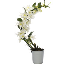 Orchidée bambou FloraSelf Dendrobium nobile «Boomerang» h 50-60 cm pot Ø 11 cm