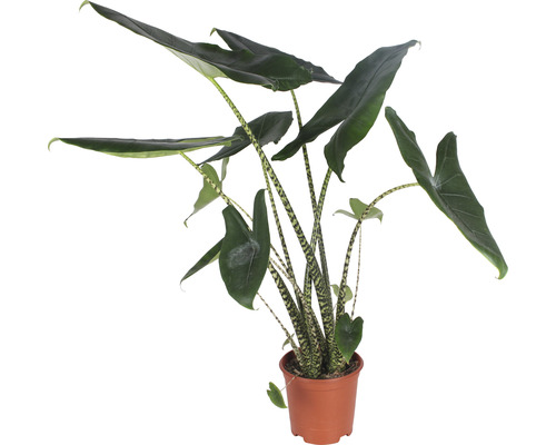 Alocasie, feuille de flèche tigrée FloraSelf alocasia 'Zebrina' H 80-100 cm Ø 21 cm pot-0