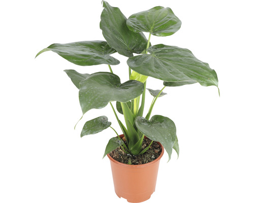 Alocasia, oreille d'éléphant FloraSelf Alocasia cucullata h 90-100 cm pot Ø 21 cm Plante d''intérieur avec feuilles en forme de cœur en pot