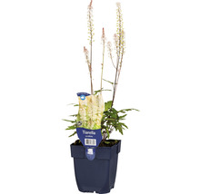 Schaumblüte Tiarella cordifolia im Topf