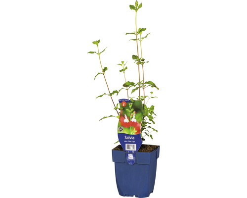 Sauge de Graham FloraSelf Salvia microphylla 'Hot Lips' h 10-40 cm Co 0,5 l