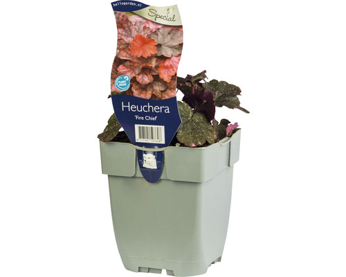 Purpurglöckchen FloraSelf Heuchera ‘Fire Chief’ H 5-20 cm Co 0,5 L, laubschön Heuchera Fire Chief im Topf