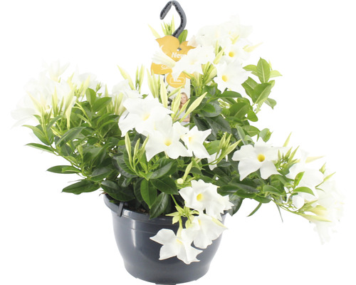 Dipladénia, dipladénia de Sander ampoule FloraSelf Dipladenia mandevilla 'Summerstar'® pot Ø 25 cm blanc