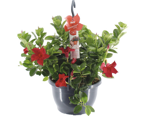 Dipladénia, dipladénia de Sander ampoule FloraSelf Dipladenia mandevilla 'Summerstar'® pot Ø 25 cm rouge