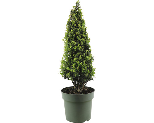 Houx crénelé pyramide Ilex crenata 'Caroline Upright' h 50-55 cm Co 3,5 l variété femelle