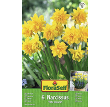 Emballage de six bulbes de narcisses de l''espèce ''Tête Bouclé''.