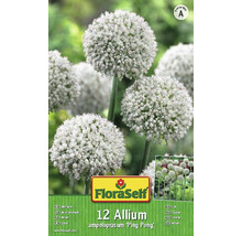 Packung mit 12 Allium ampeloprasum ''Ping Pong'' Zwiebelblumen