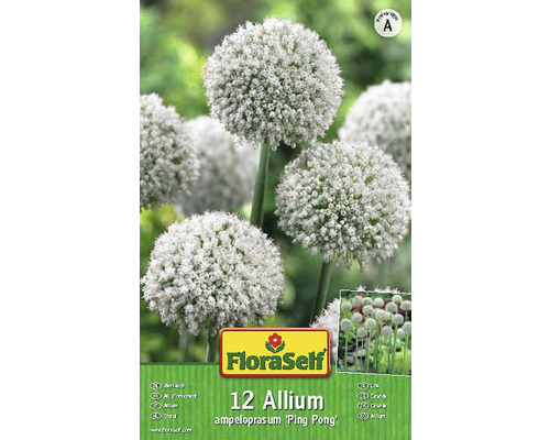 Packung mit 12 Allium ampeloprasum ''Ping Pong'' Zwiebelblumen