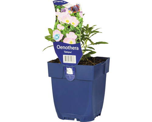 Onagre FloraSelf Oenothera-Cultivars 'Siskiyou' h 5-20 cm Co 0,5 l
