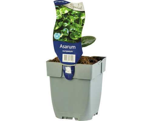 Heimische Haselwurz FloraSelf Asarum europaeum H 5-15 cm Co 0,5 L Bodendecker Europäische Haselwurz Pflanze im Topf