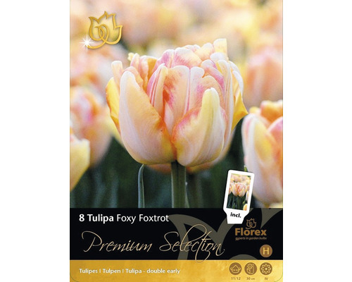 Verpackung mit acht Tulipa Foxy Foxtrot Blumenzwiebeln