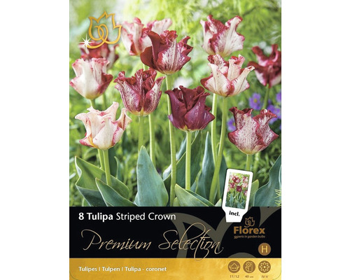 Verpackung mit 8 Tulipa Striped Crown Blumenzwiebeln