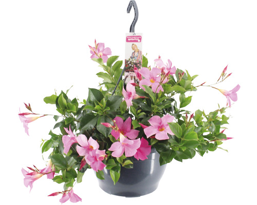 Dipladénia, dipladénia de Sander ampoule FloraSelf Dipladenia mandevilla 'Summerstar'® pot Ø 25 cm rose