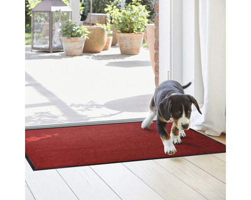 Un chiot entre dans une pièce sur un paillasson rouge.