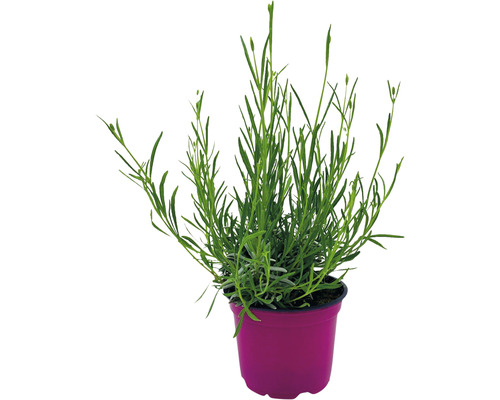 Lavendel im Topf