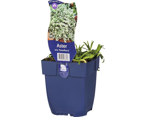 Steinaster, Teppich-Aster FloraSelf Aster ericoides 'Snowflurry' H 5-20 cm Co 0,5 L Aster eric. ''Snowflurry'' Pflanze im Topf