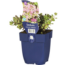 Orpin Sedum cauticola ''Lidakense'' en pot