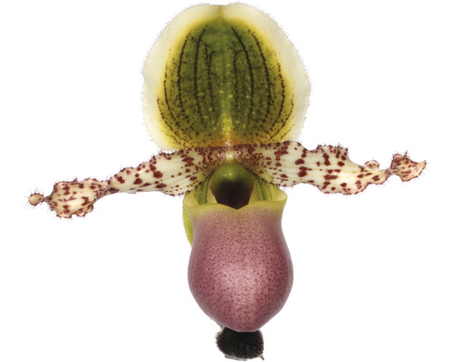 Frauenschuh Orchidee Blüte
