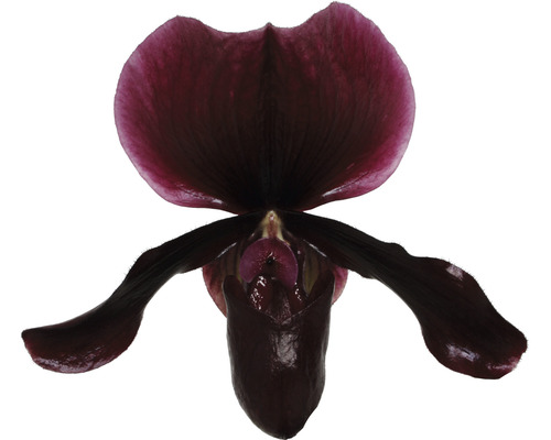 Orchidée sabot de Vénus foncée