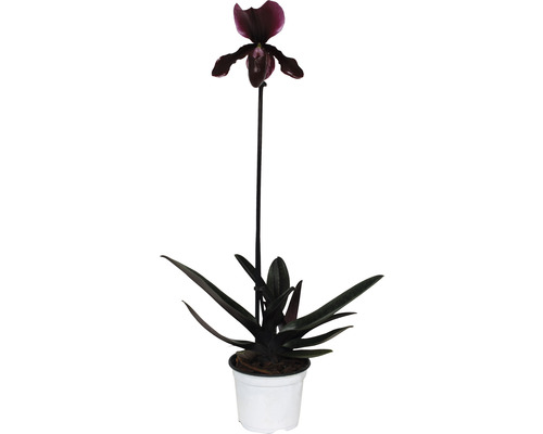 Sabot de Vénus, orchidée FloraSelf Paphiopedilum «Black Jack» h 30-35 cm pot Ø 9 cm