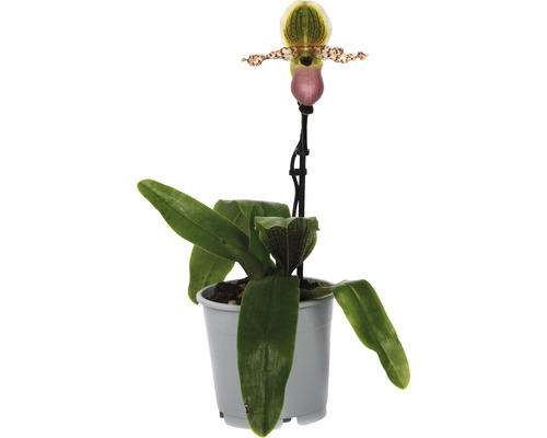 Sabot de Vénus, orchidée FloraSelf Paphiopedilum 'Pinocchio' h 30-35 cm pot Ø 12 cm 1 panicule