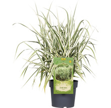 Canne de Provence à feuilles multicolores FloraSelf Arundo donax 'Variegata' H 30-100 cm Co 6 l