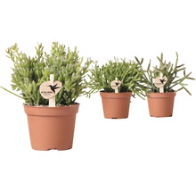 Trois plantes Rhipsalis en pots avec le logo Kolibri Greens.