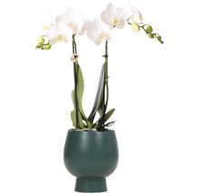Orchidée papillon blanche FloraSelf en cache-pot céramique Scandic Ø 11 cm-thumb-0