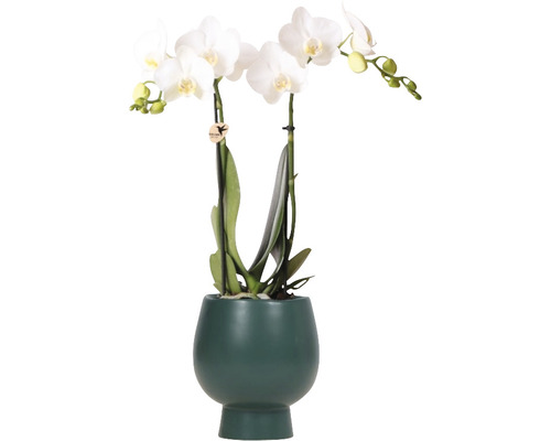 Orchidée papillon blanche FloraSelf en cache-pot céramique Scandic Ø 11 cm-0