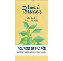 Pfefferoni ' Mini Pimientos de Padron ' Prêt à Pousser Gemüsesamen Kapsel für smarten Blumentopf Mini-Indoor Garten