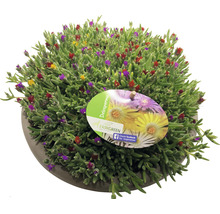 Plante de Delosperma avec des fleurs en pot