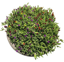 Plante succulente avec des fleurs colorées en pot