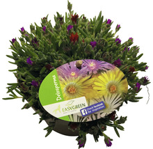 Plante de Delosperma en pot avec étiquette