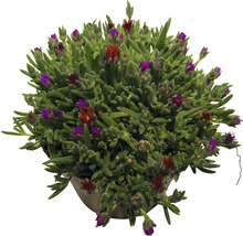 Plante Delosperma Cooperi en pot avec des fleurs rouges et violettes