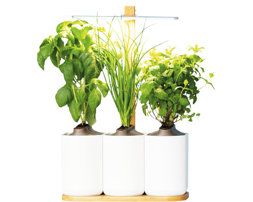 Jardinière Prêt à Pousser Lilo Classic plastique blanc y compris 3 pots et 3 capsules