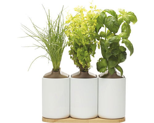 Jardinière intelligente Prêt à Pousser Lilo Connect plastique blanc y compris 3 pots et 3 capsules