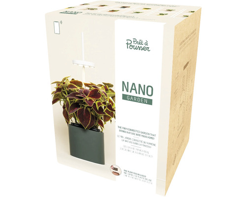 Achat Capsule PETUNIA - Capsule et graines pour faire pousser plante  décorative petunia - graines de petunia - capsule pour potager d'intérieur  autonome Prêt à pousser - Substrat et coque en plastique