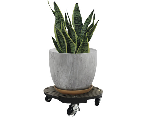 Plante d''intérieur en pot sur roulettes