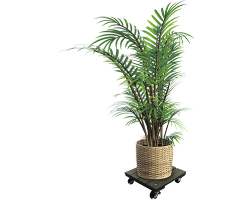 Zimmerpflanze in einem Korb auf einem Pflanzenroller